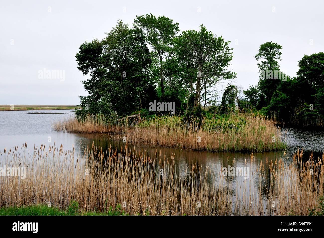 Tidal salt marsh, Bombay Hook National Wildlife Refuge, Smyrna