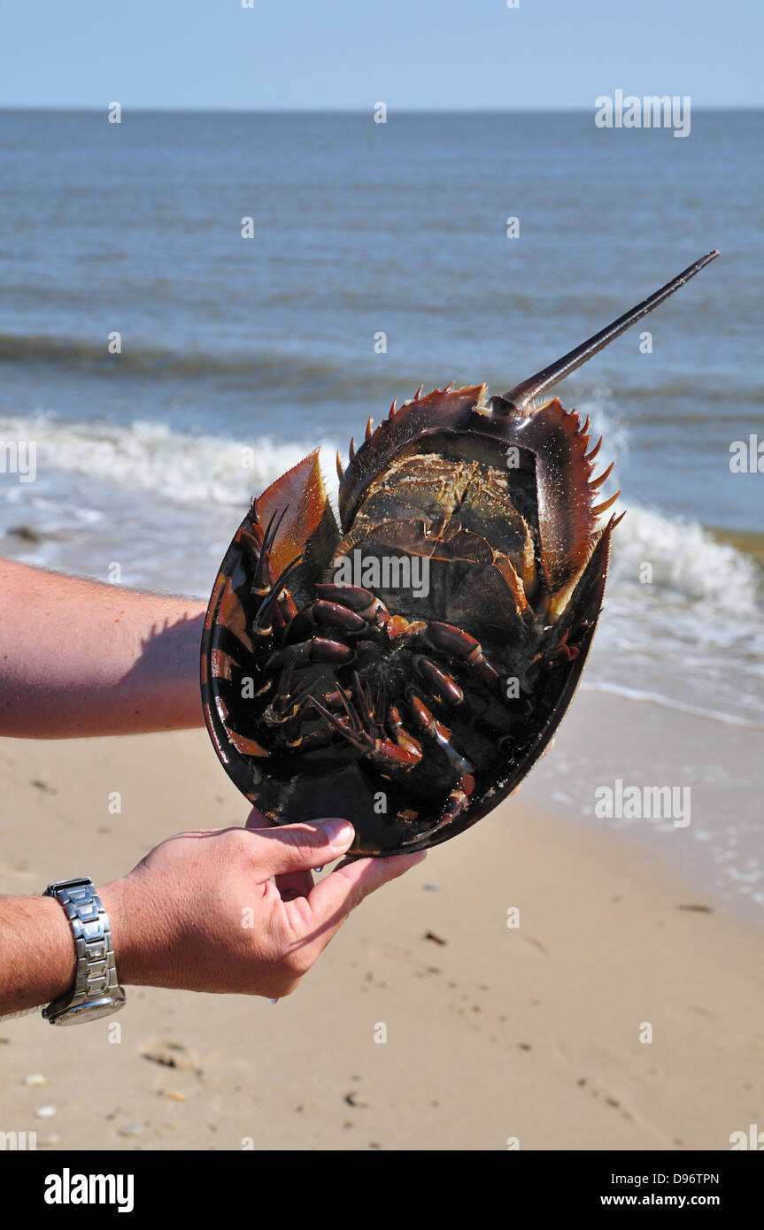 Naturalist holding a horseshoe crab, Delaware Bay Stock Photo Alamy