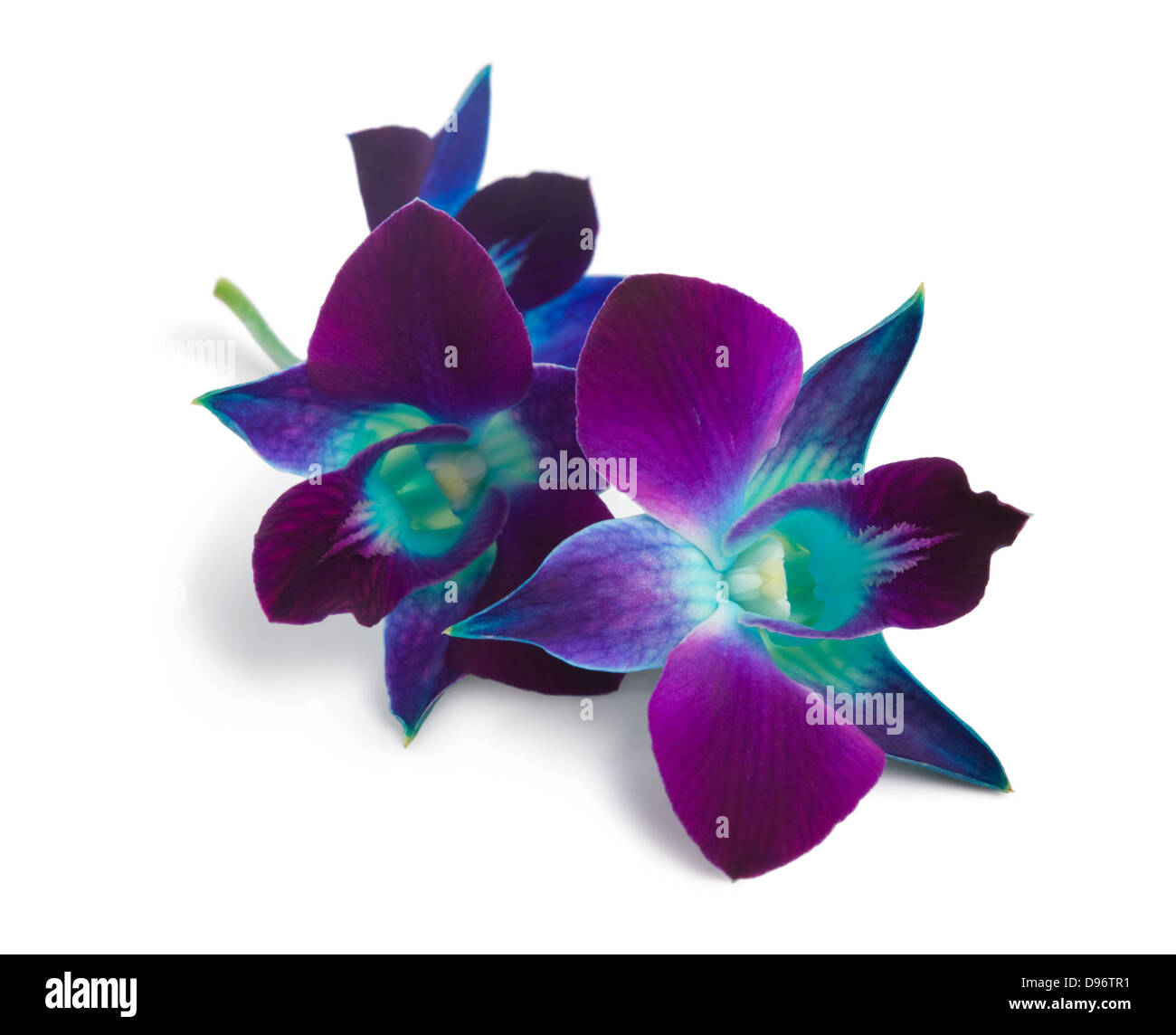 deep purple orchid isolated on a white Stock Photo