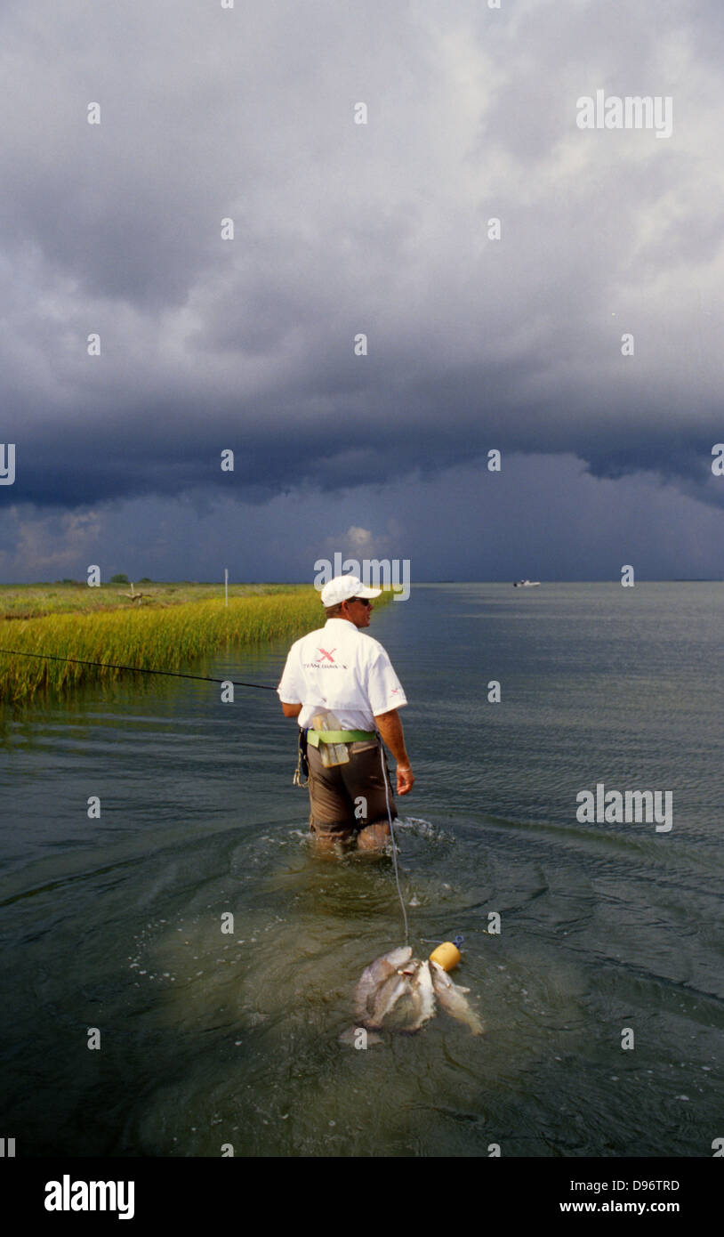 Man wading with a stringer of red drum or redfish (Sciaenops