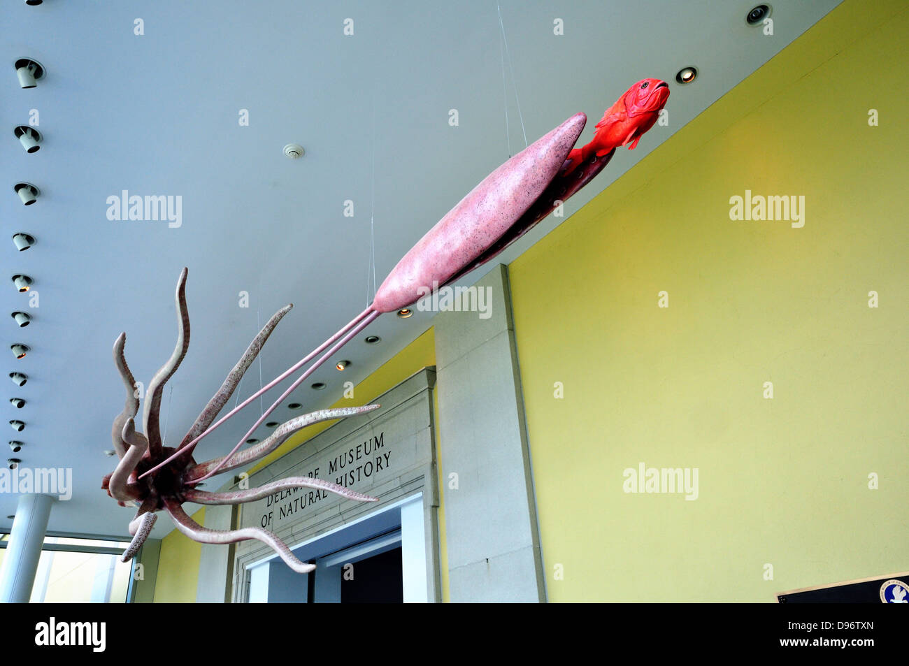 Model of giant squid at the entrance to the Delaware Museum of Natural History, Wilmington Stock Photo