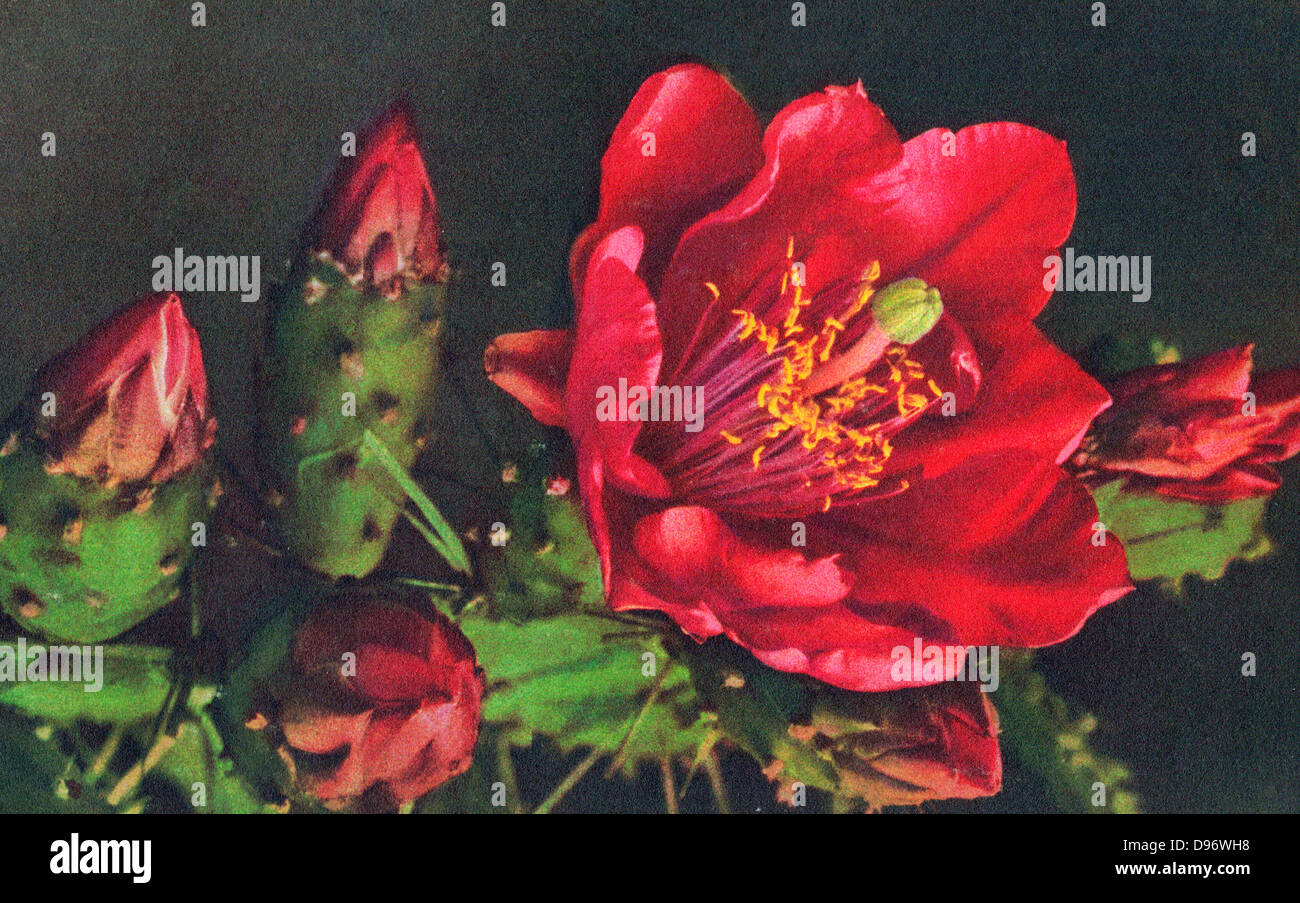 Flowers - vintage still life painting Stock Photo