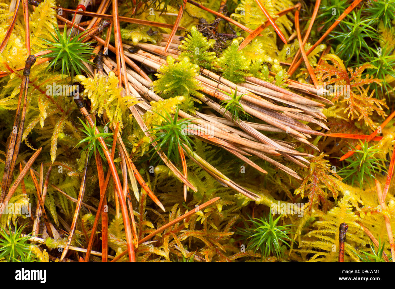 Moss along Maligne Lake Shoreline Trail, Jasper National Park, Alberta, Canada Stock Photo