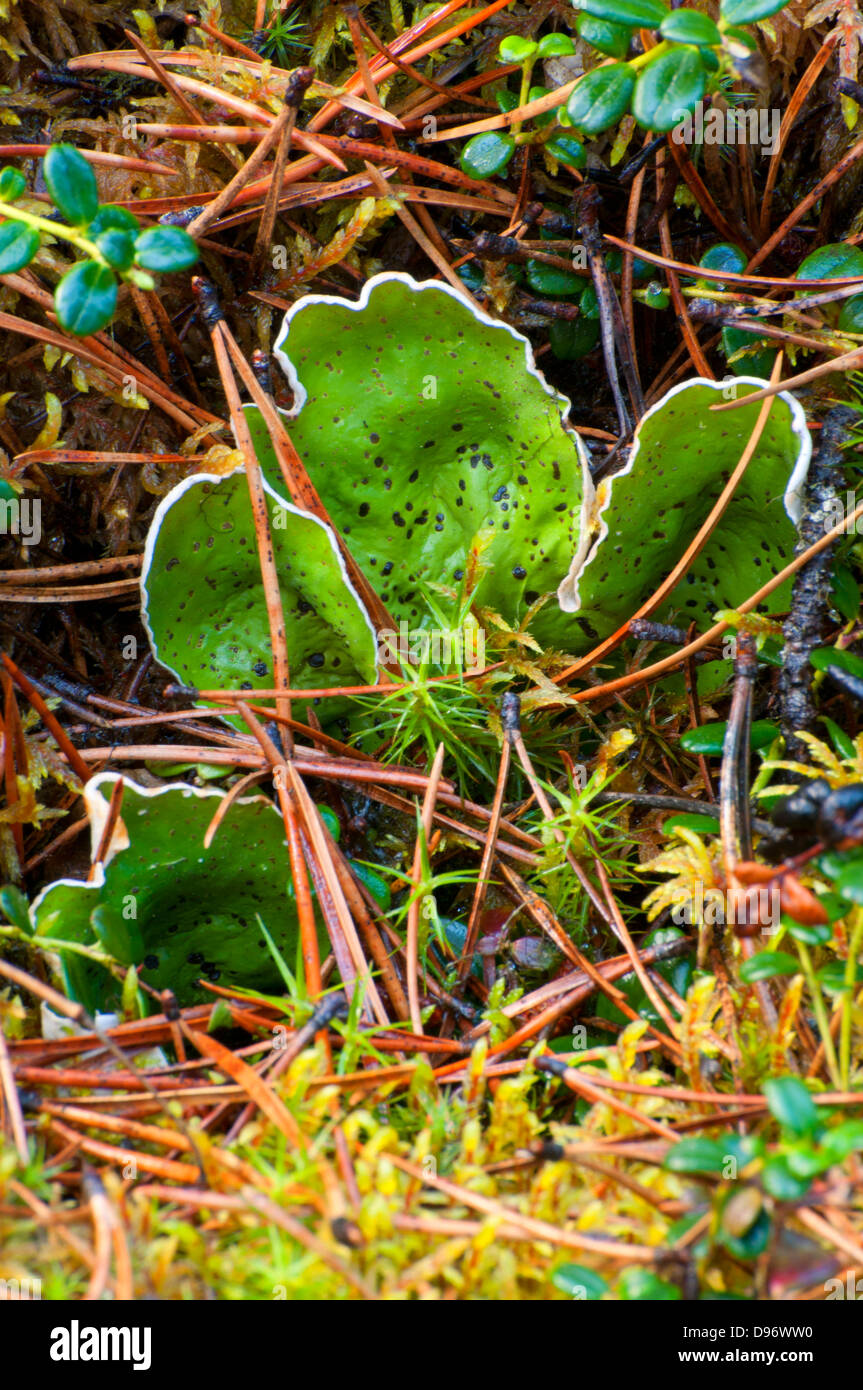 Lichen and moss along Maligne Lake Shoreline Trail, Jasper National Park, Alberta, Canada Stock Photo