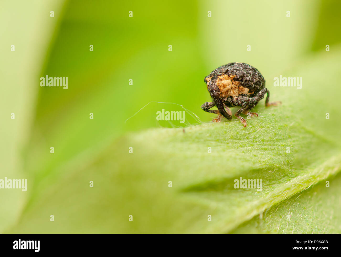 Cionus tuberculosus Stock Photo