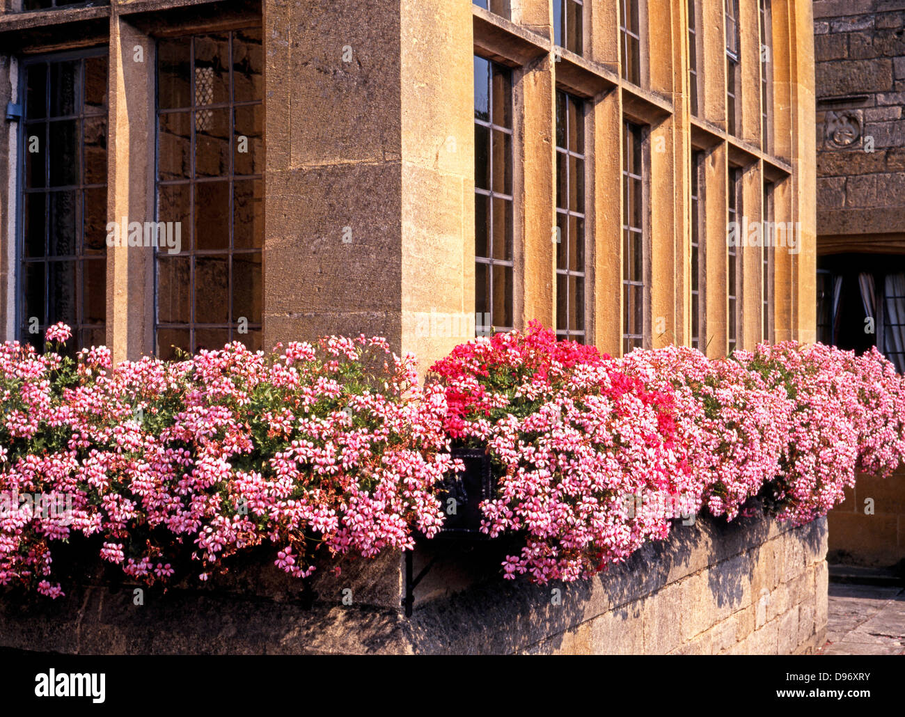 Colourful window box under a typical costwold stone window, Broadway, Worcestershire, Cotswolds, England, UK. Stock Photo