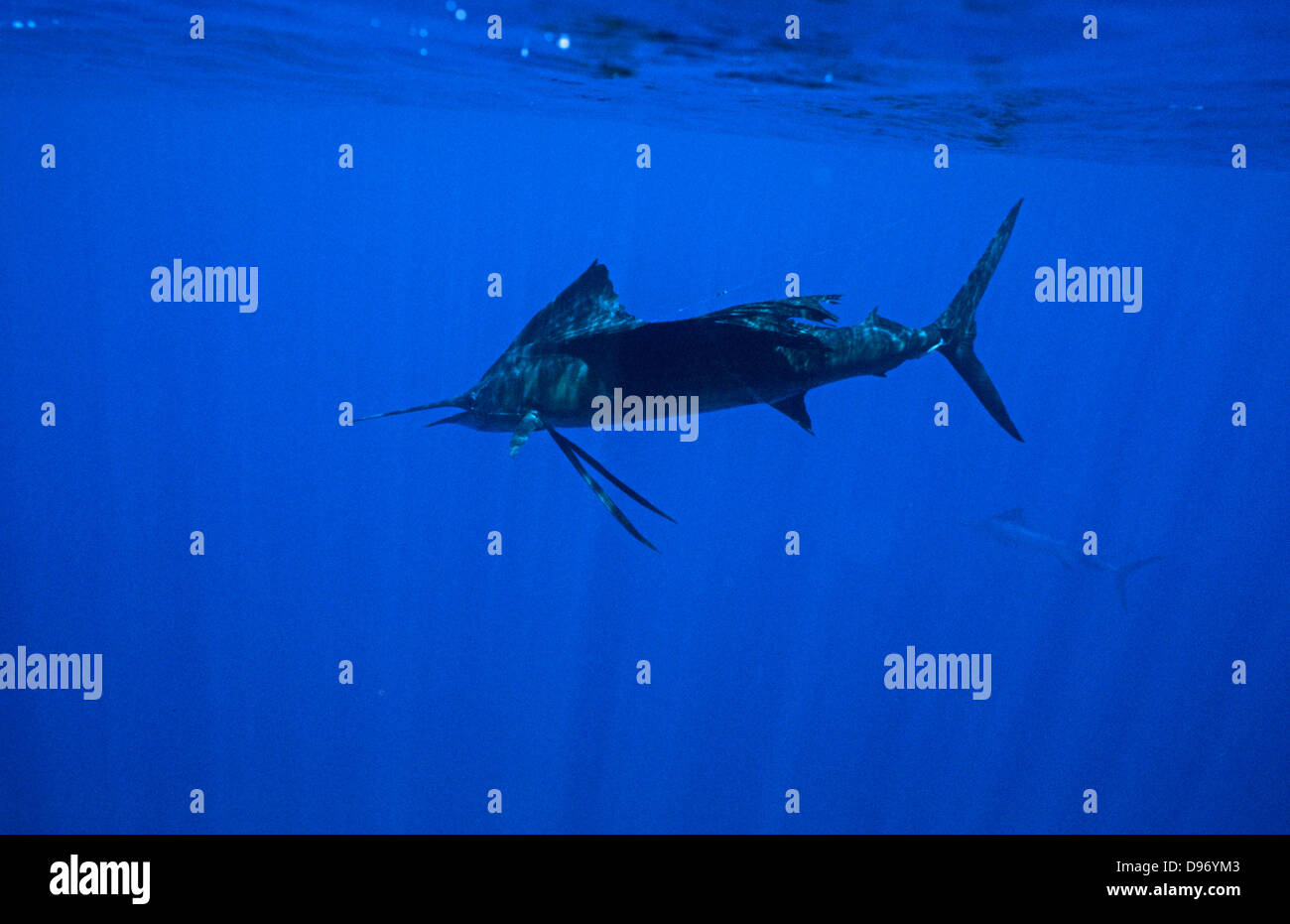 Istiophorus platypterus sailfish hi-res stock photography and images ...