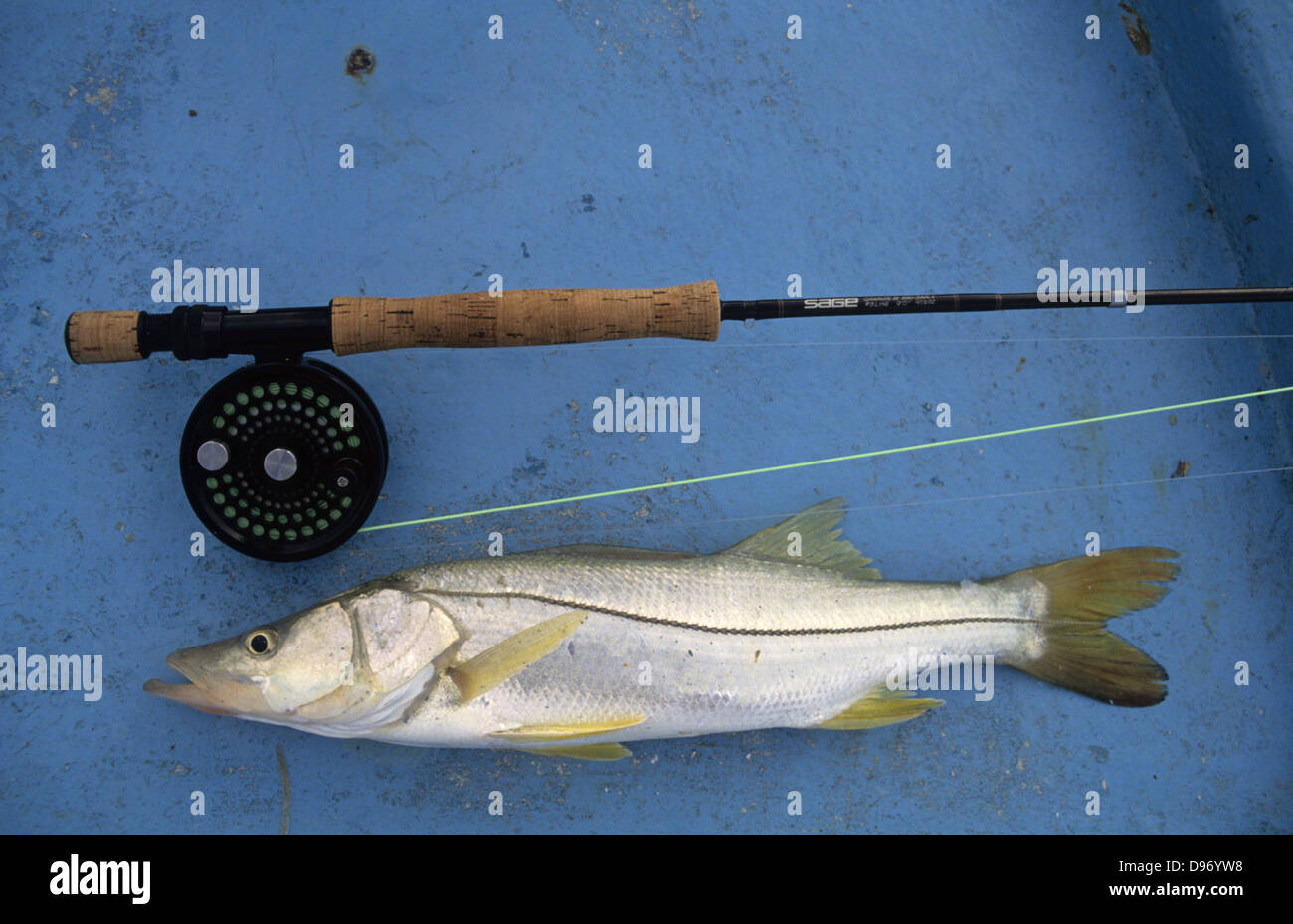 A snook (Centropomus undecimalis) caught while fishing near Cancun Mexico Stock Photo
