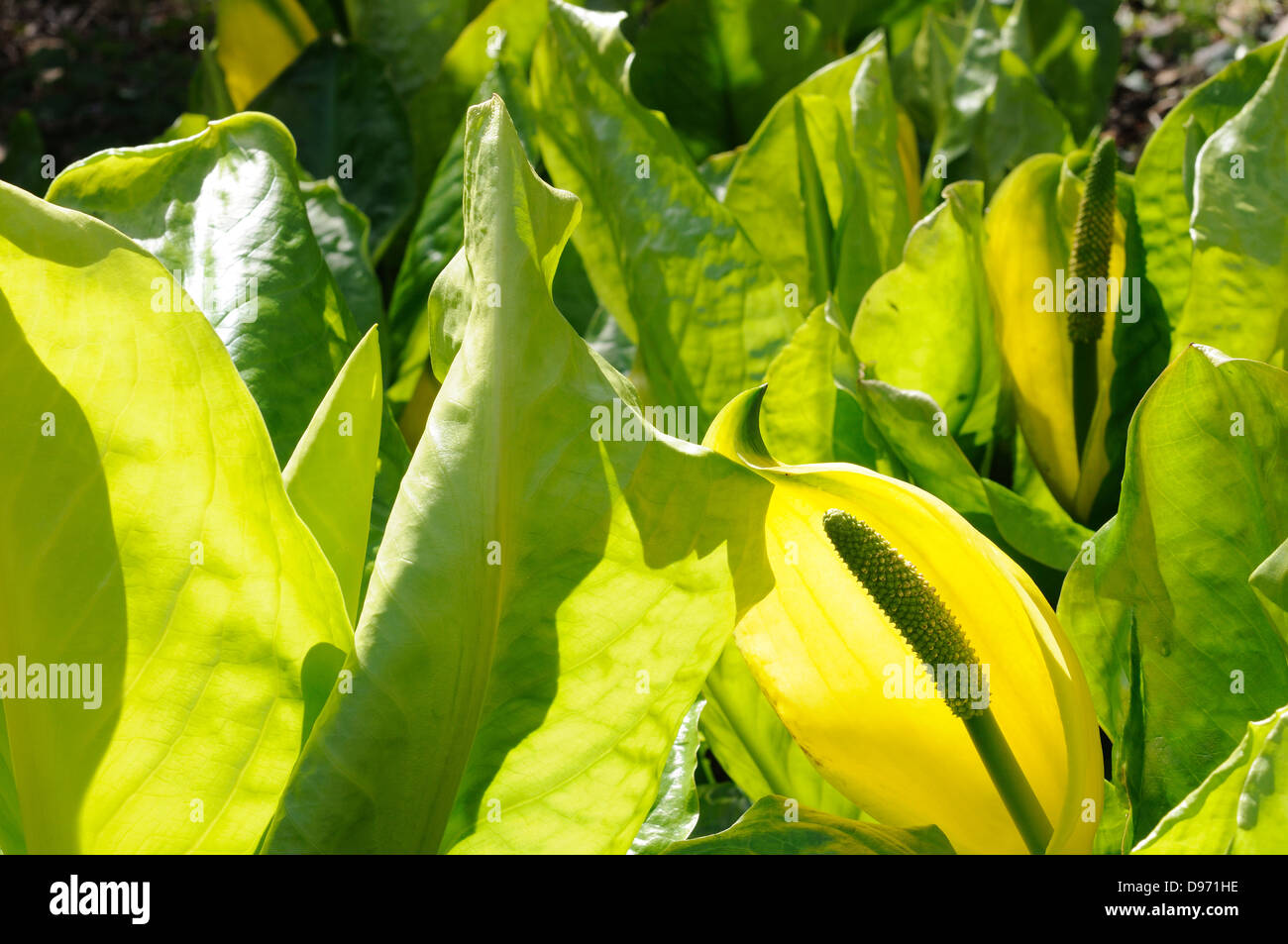 Skunk cabbage yellow arum swamp lanterns yellow skunk cabbage