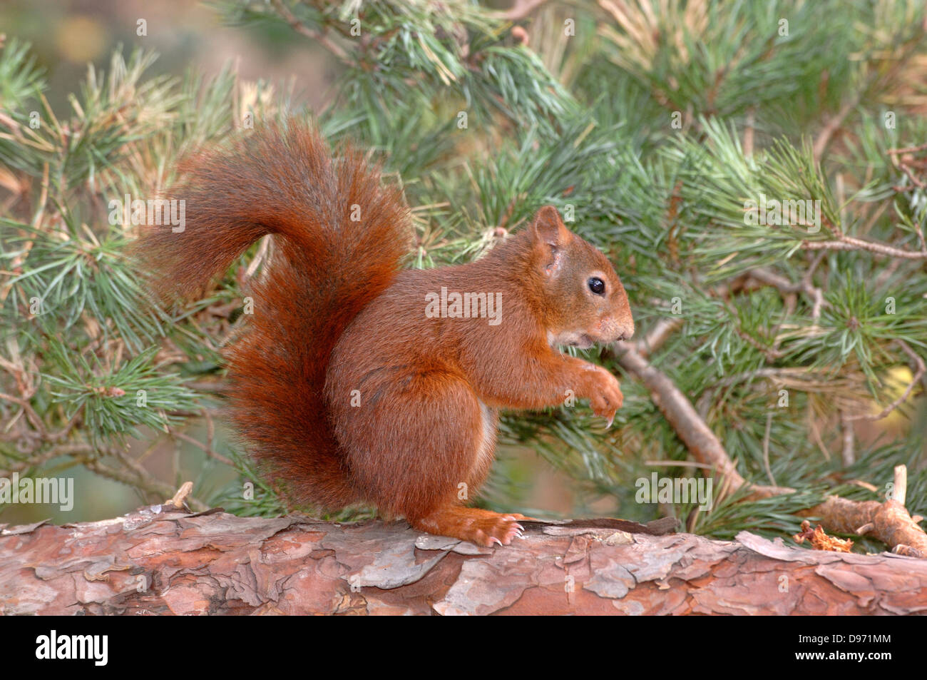 Red Squirrel Sciurus vulgaris Photographed at Formby, Lancs, UK Stock Photo