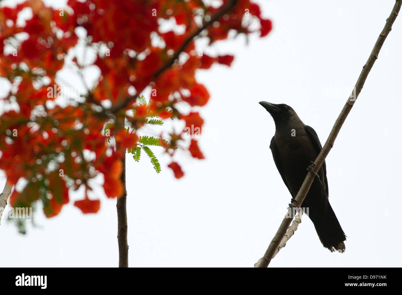 A crow perched on a Flame tree in bloom (Delonix Regia), the color black contrasted against the red of the flowers Stock Photo