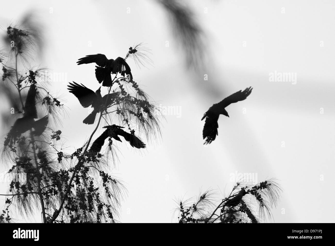 A chaotic scene of Crows roosting on a tree Stock Photo