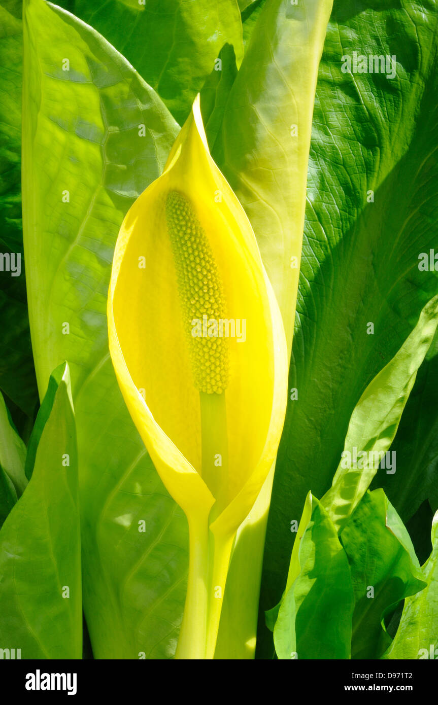Skunk cabbage swamp lantern yellow swamp cabbage yellow arum Lysichiton