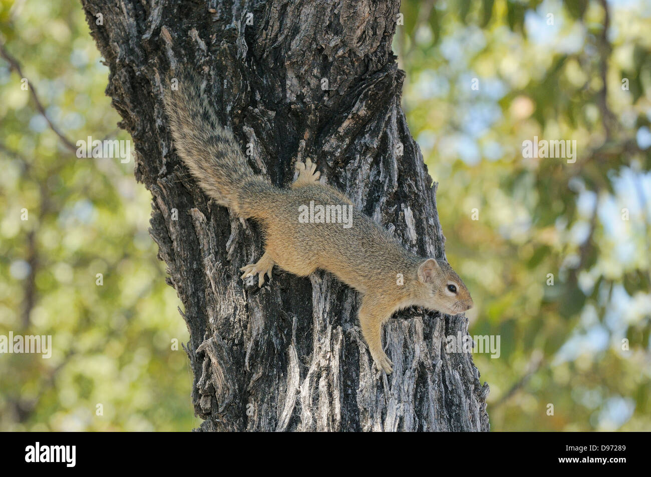Tree Squirrel (Smith's Bush Squirrel) Paraxerus cepapi Photographed in Etosha National Park, Namibia Stock Photo