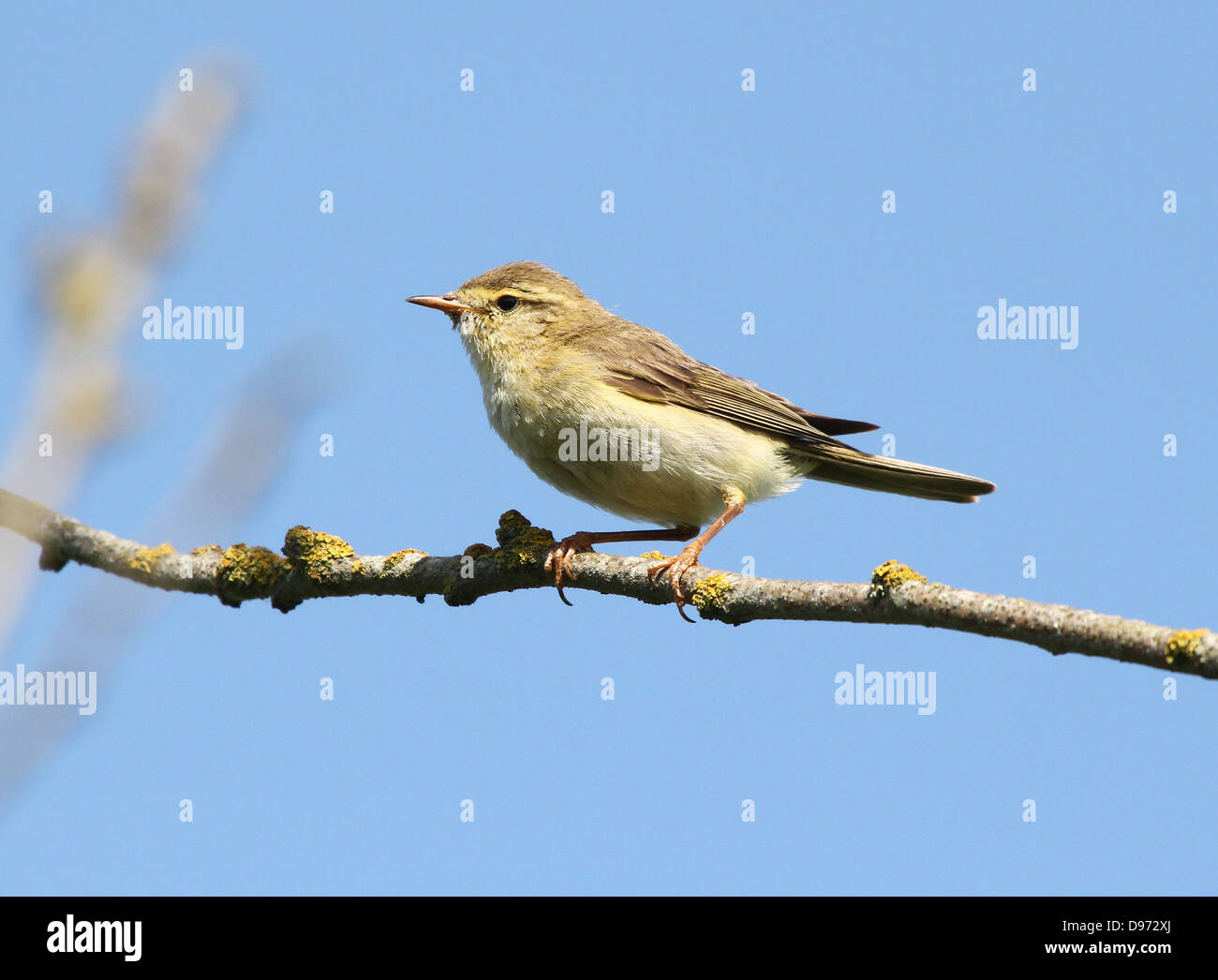 Detailed close-up of a confident Willow Warbler (Phylloscopus trochilus ...