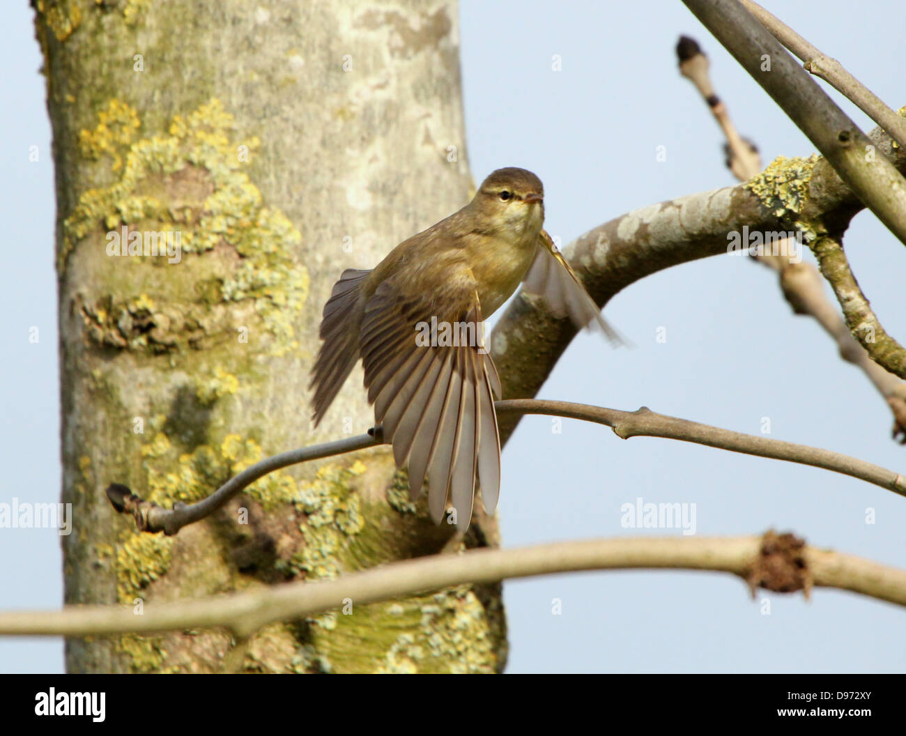 Detailed close-up of a confident Willow Warbler (Phylloscopus trochilus) taking off into flight Stock Photo