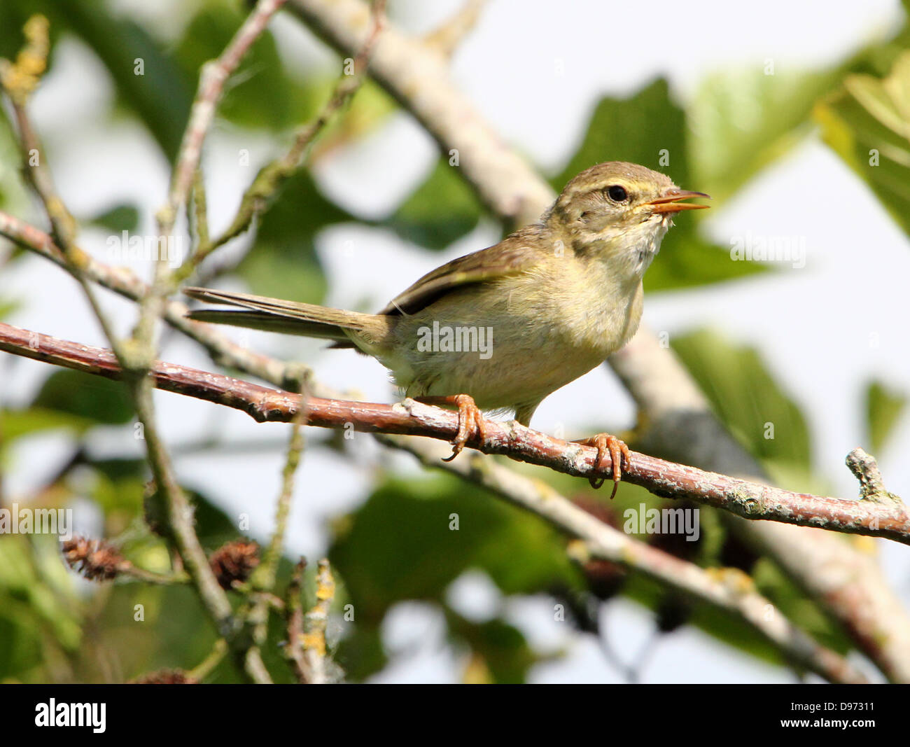 Detailed close-up of a confident Willow Warbler (Phylloscopus trochilus) posing on a branch in spring Stock Photo