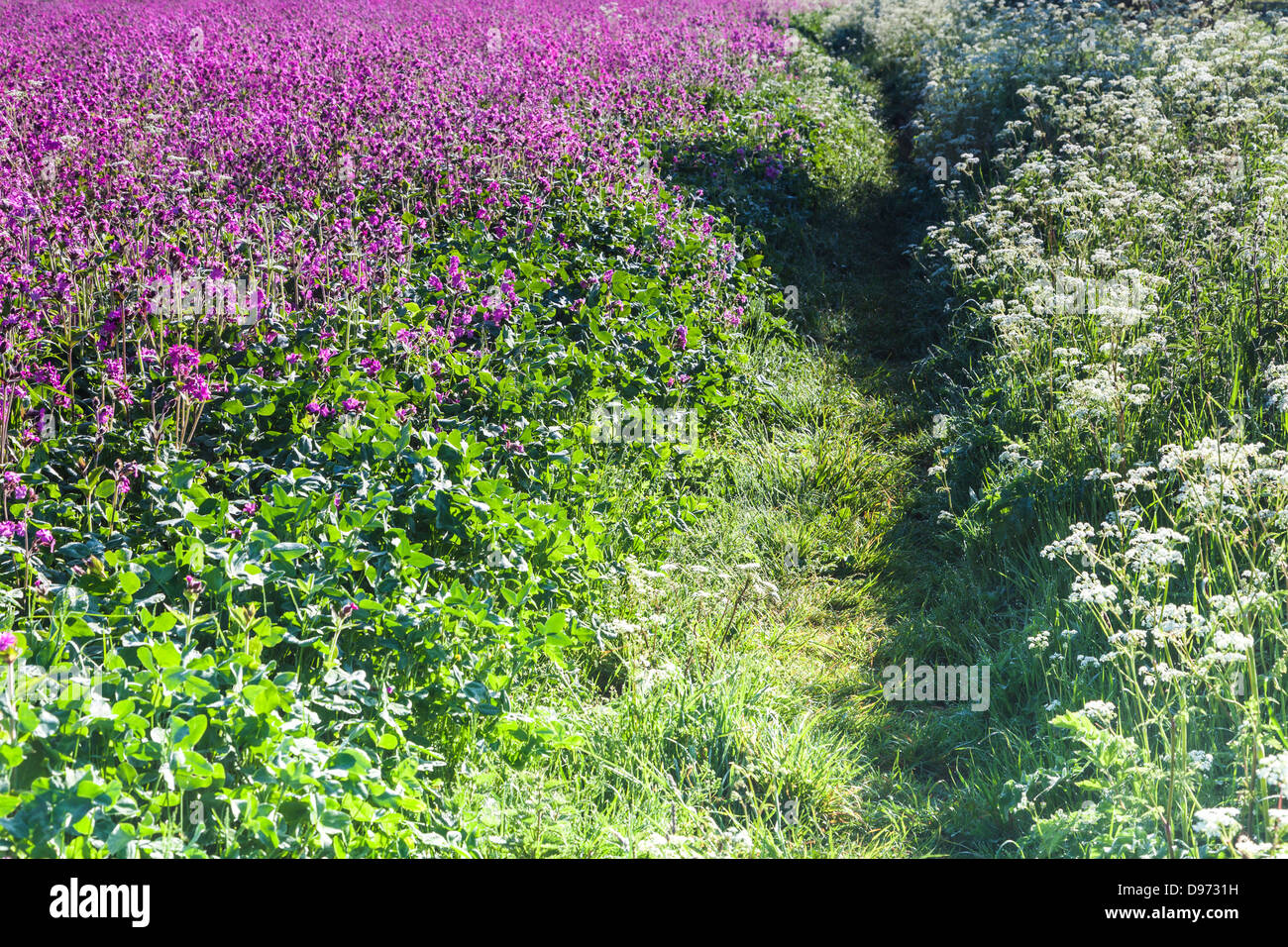 Footpath along the edge of a field of Red Campion (Silene dioica) and cow parsley (Anthriscus sylvestris) in the Cotswolds. Stock Photo