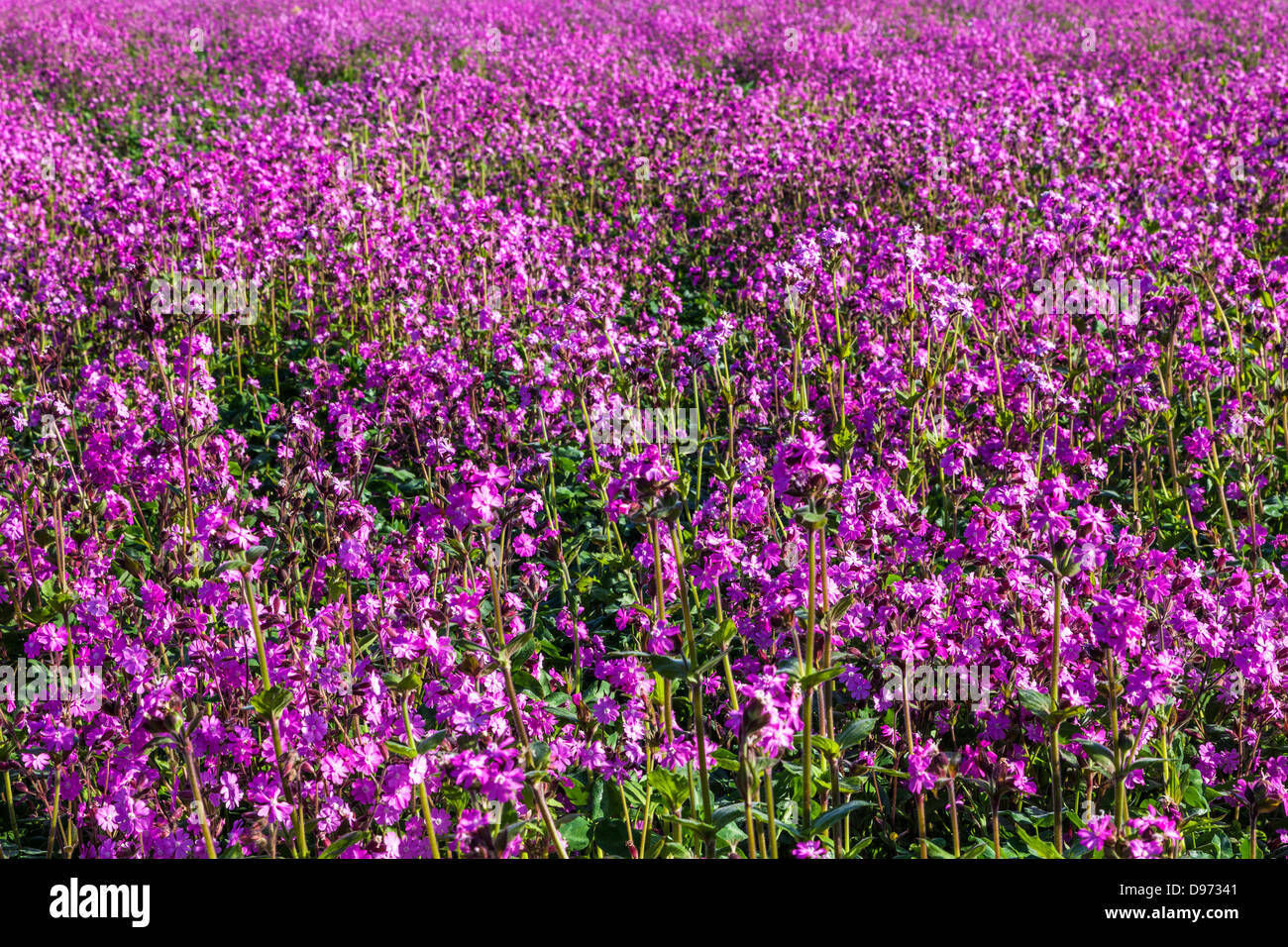 Close-up of a field of Red Campion (Silene dioica) in the Cotswolds. Stock Photo