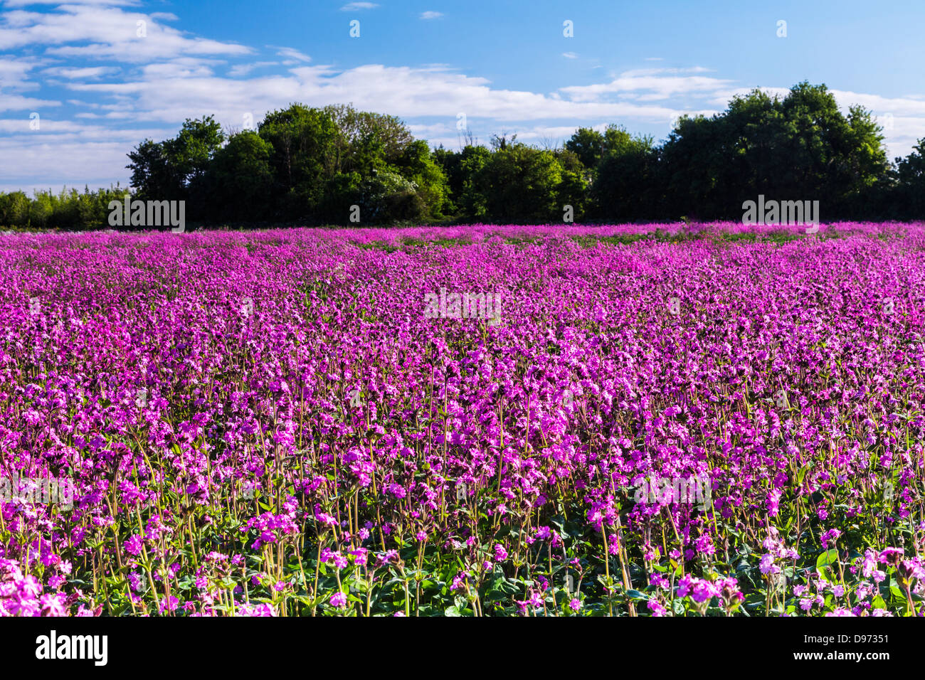 A field of Red Campion (Silene dioica) in the Cotswolds. Stock Photo