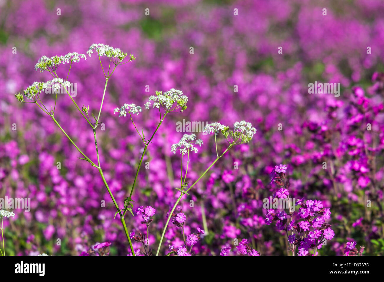 Cow parsley (Anthriscus sylvestris) on the edge of a field of Red Campion (Silene dioica) in the Cotswolds. Stock Photo
