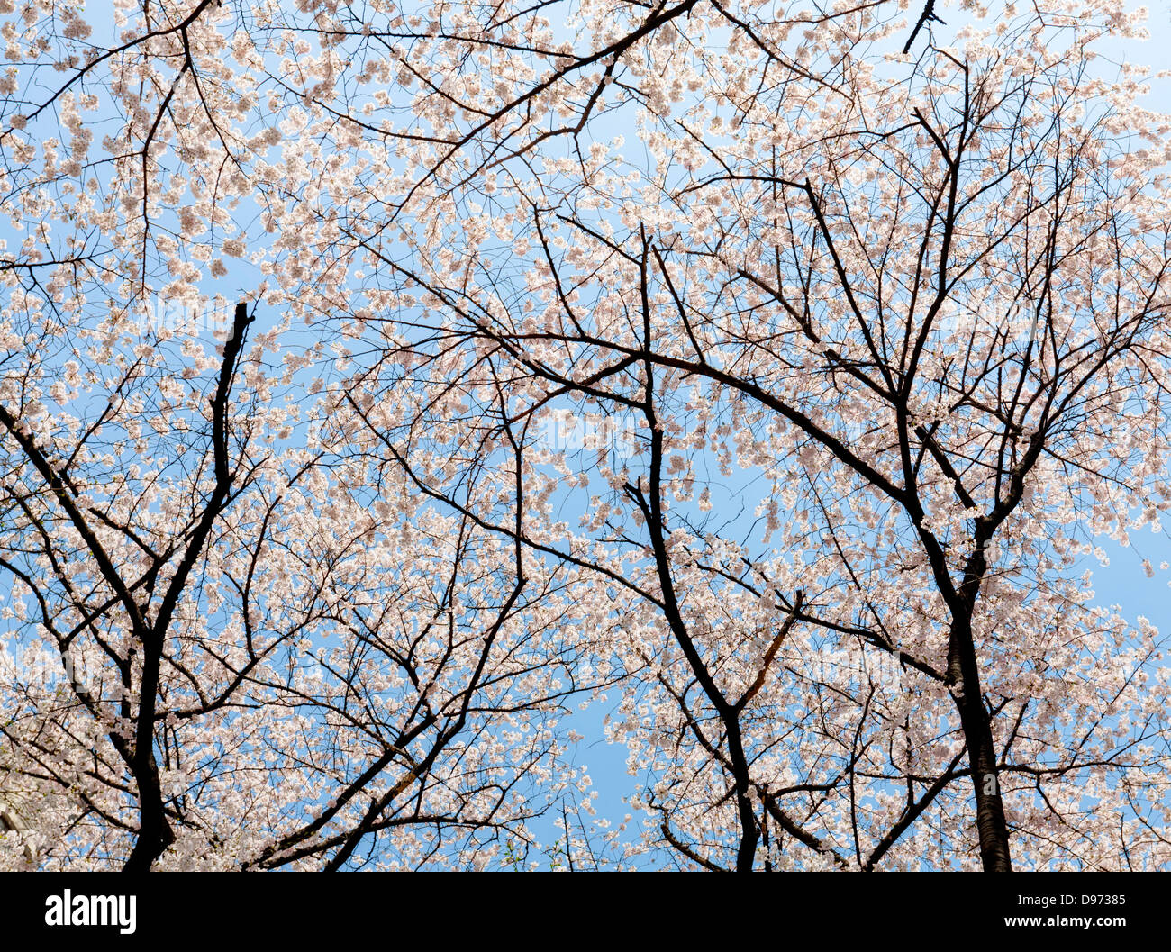 Spring cherry blossom in full Stock Photo