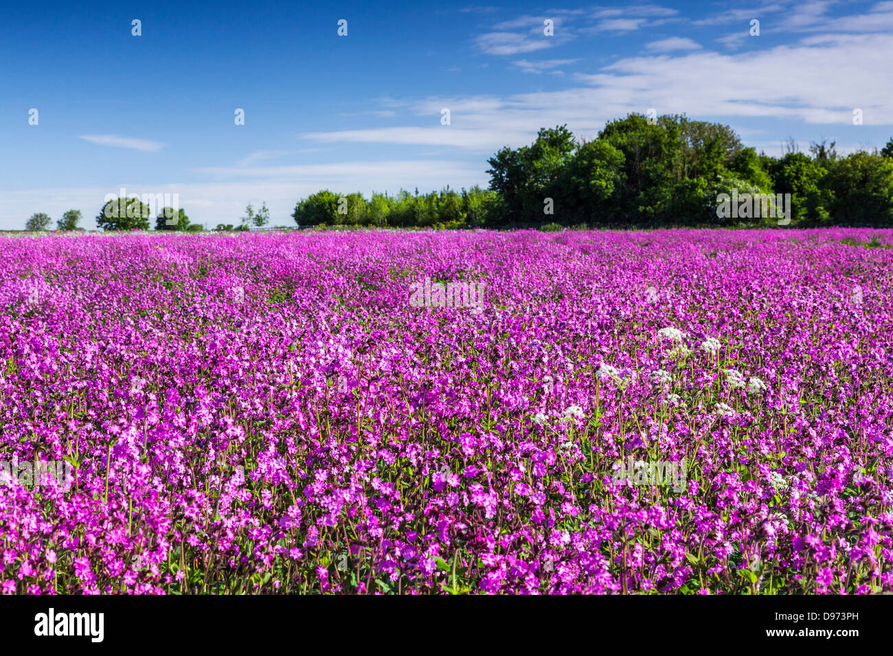 A field of Red Campion (Silene dioica) and cow parsely (Anthriscus sylvestris) in the Cotswolds. Stock Photo