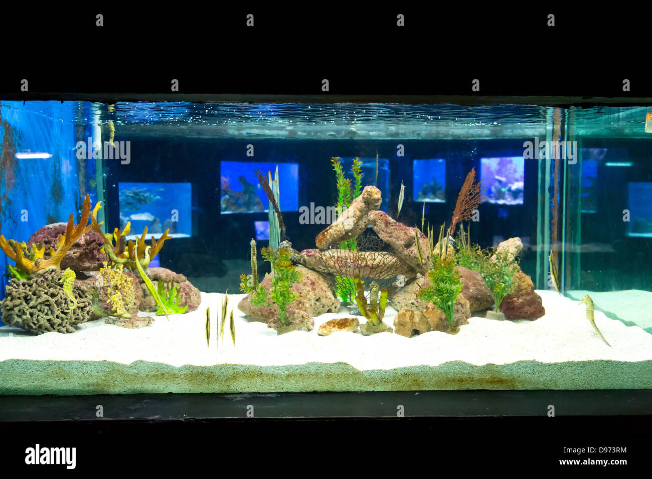 Colorful Aquariums in the Manila Ocean Park, Philippines Stock Photo