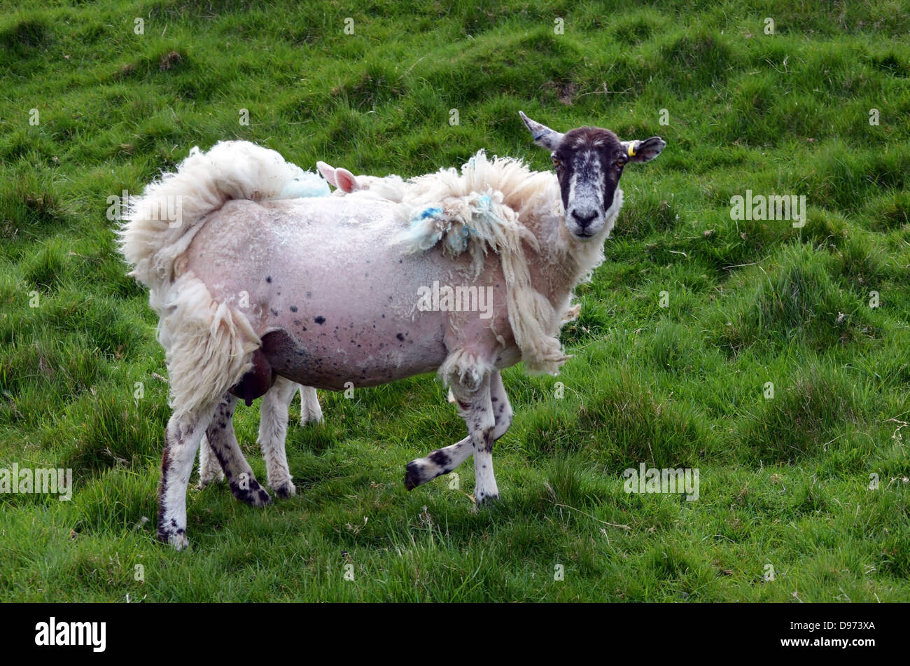 Shearing gone wrong Stock Photo Alamy