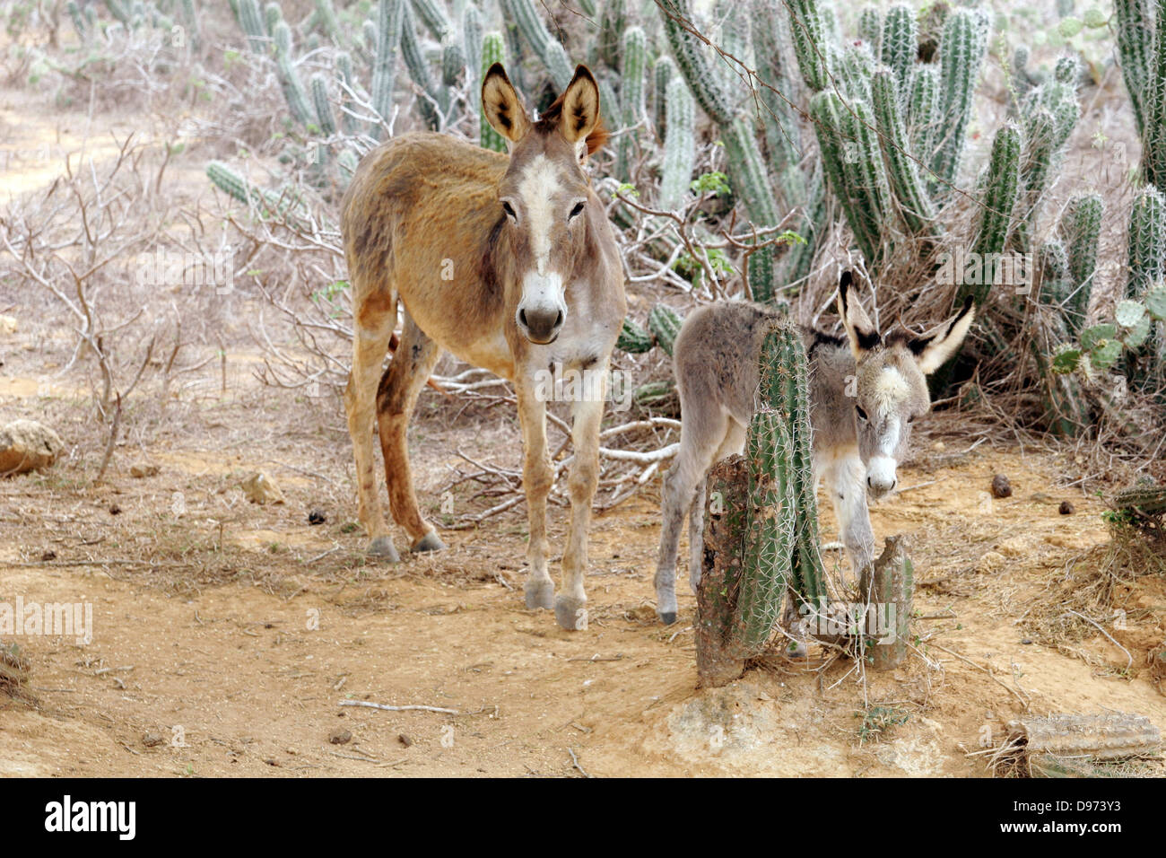 Mother donkey and her baby standing in the bushes of cactus, Punta Gallinas, La Guajira Peninsula, Colombia, South America Stock Photo