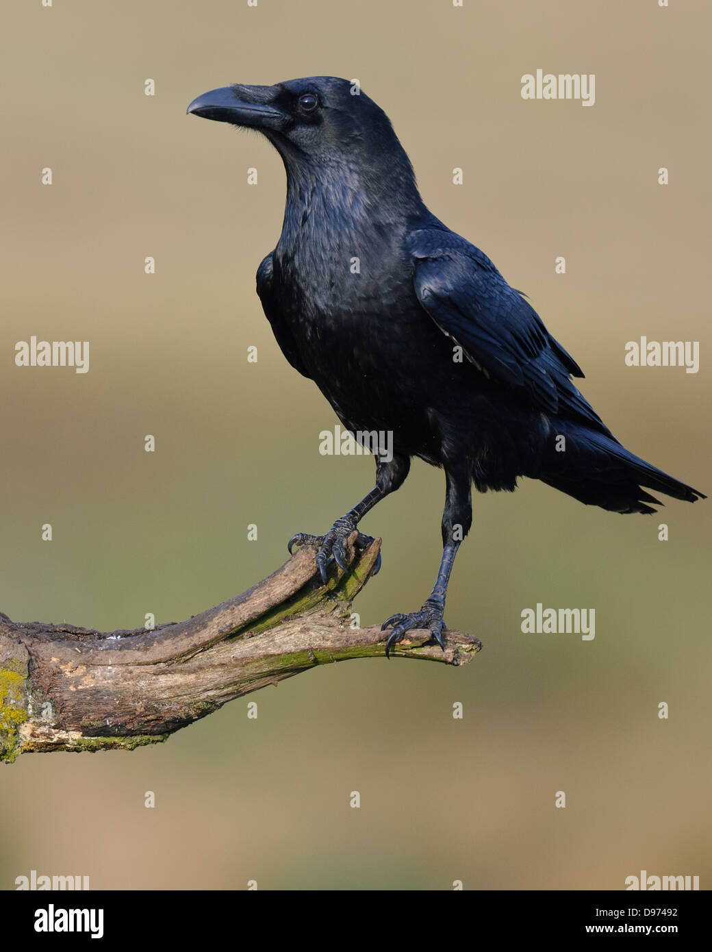 Kolk Rabe The raven hi-res stock photography and images - Alamy