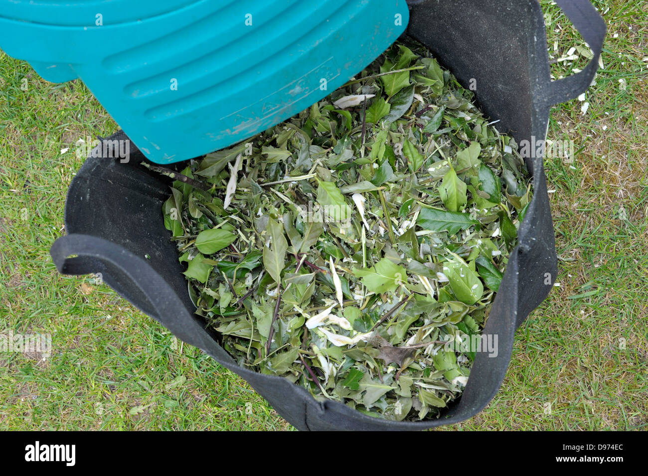Shredded shrub cuttings in a sack ready for the compost heap or mulching. Stock Photo