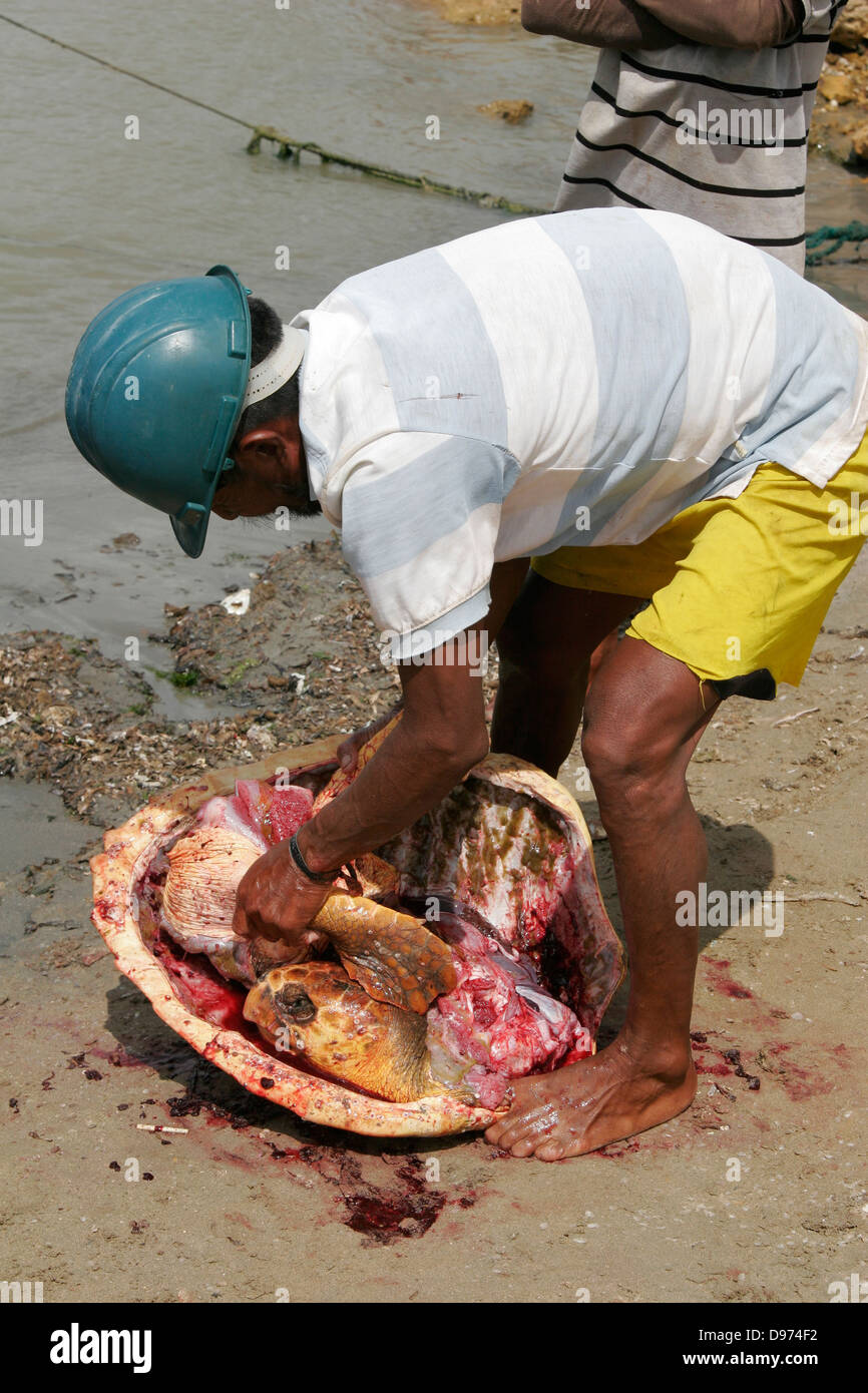 Colombian miner butchering a green sea turtle on the beach in  Puerto Bolívar, La  Guajira Peninsula, Colombia, South America Stock Photo