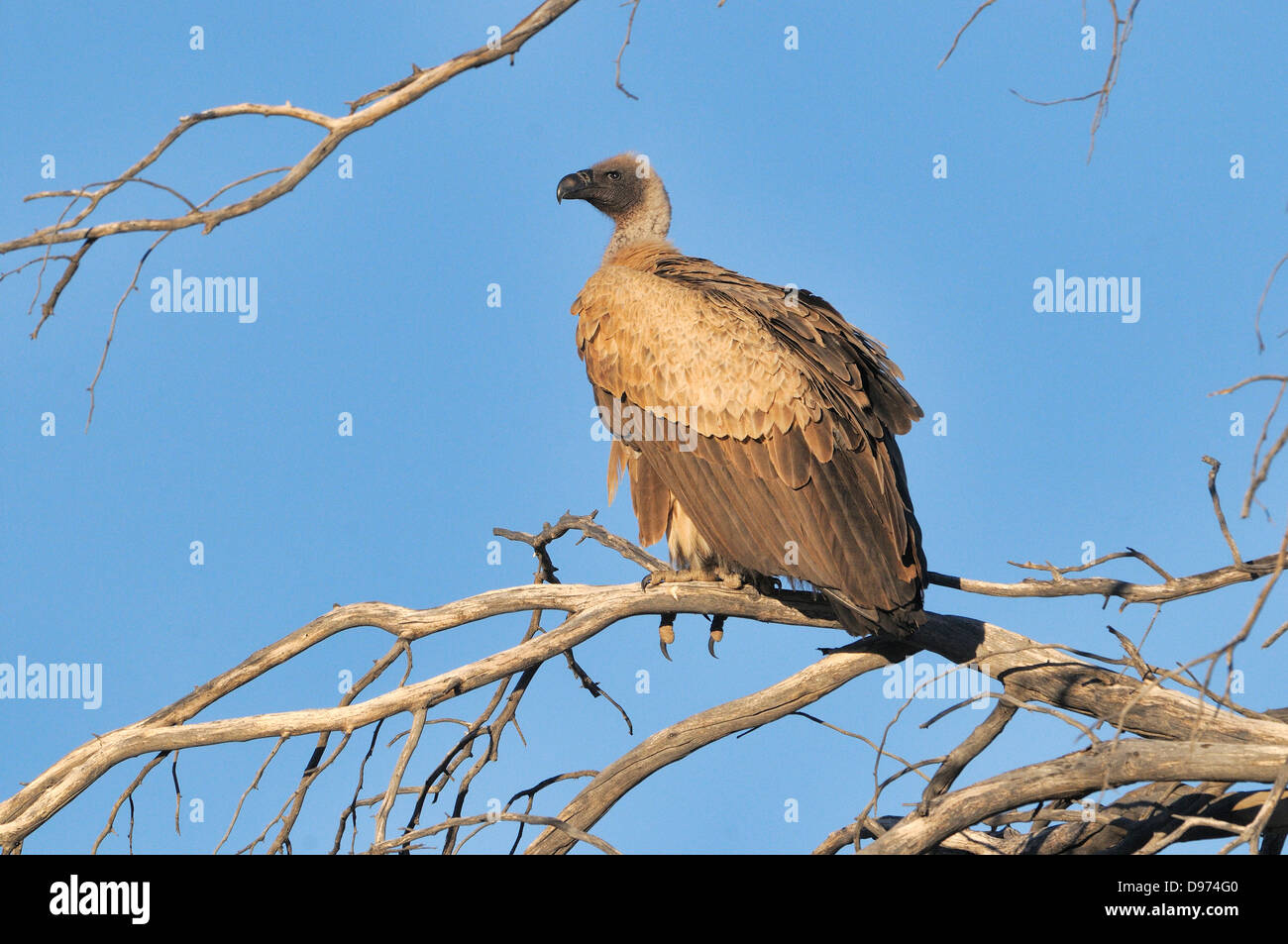 White-backed Vulture Gyps africanus Photographed in Kgalagadi National Park, South Africa Stock Photo