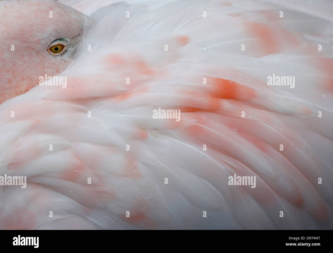 Germany, Munich, Flamingo at Hellabrunn Zoo, close up Stock Photo