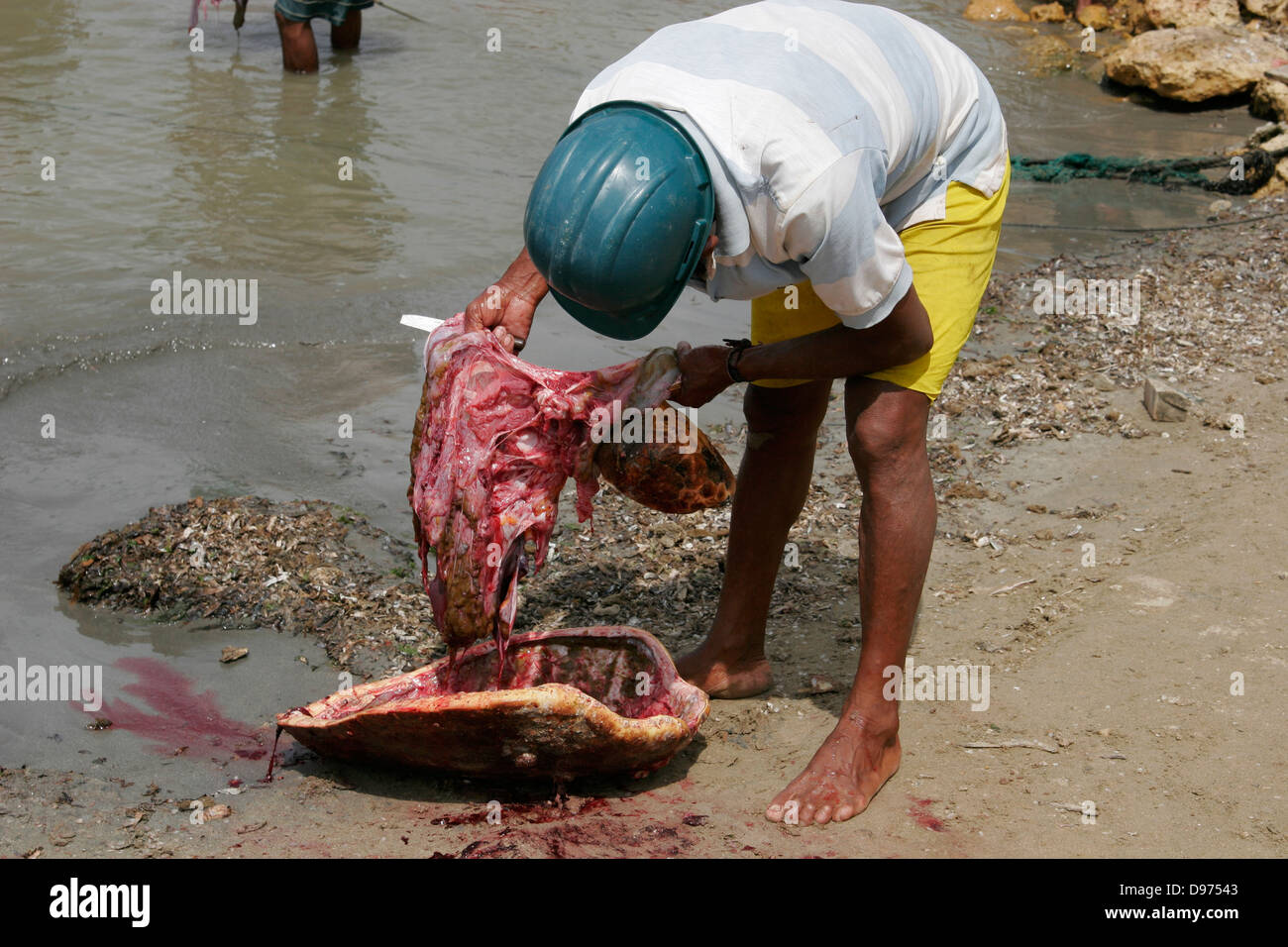 How To Butcher A Turtle 1 How To Butcher A Turtle