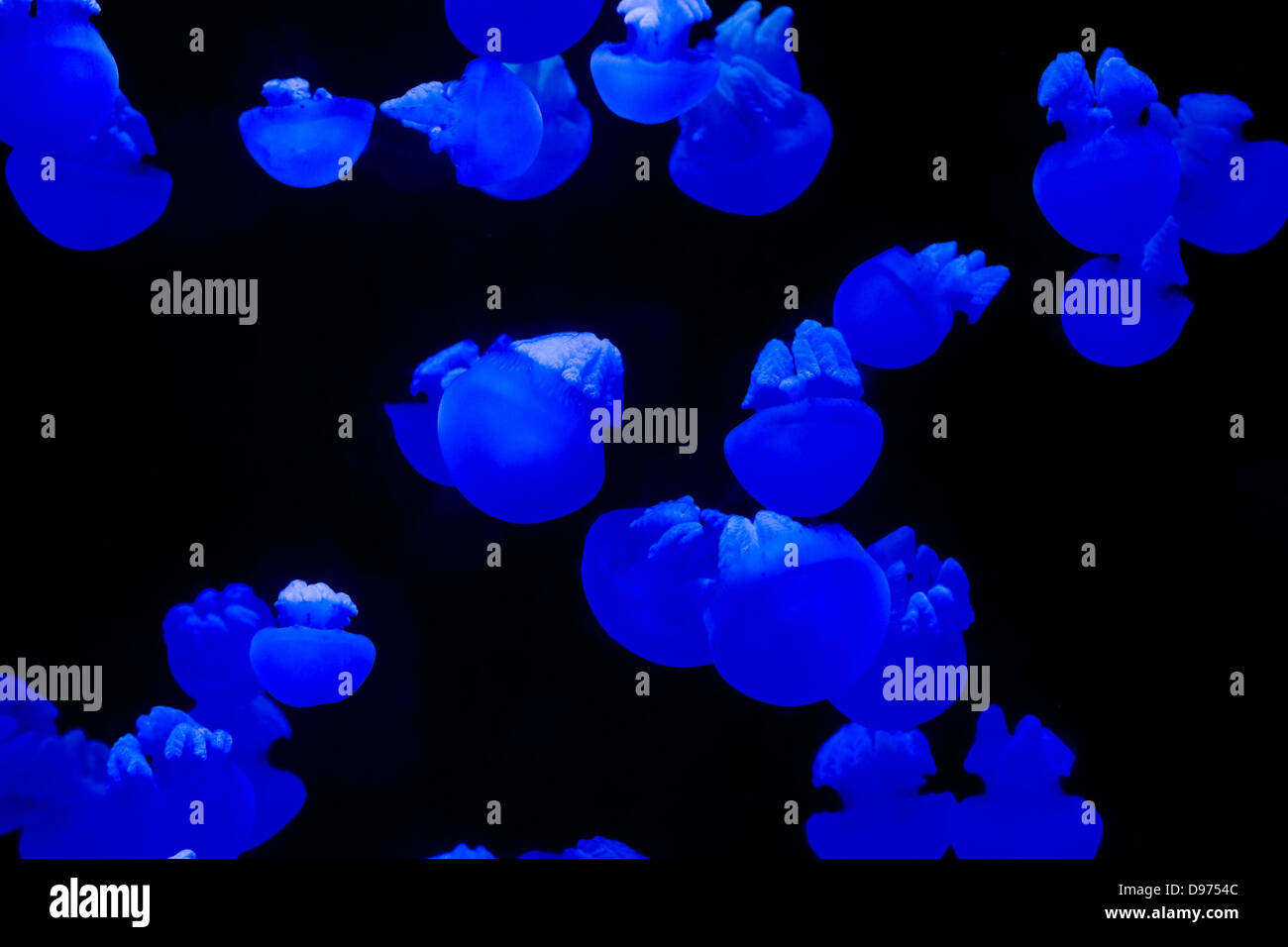 Jellyfishes in the Manila Ocean Park, Philippines Stock Photo