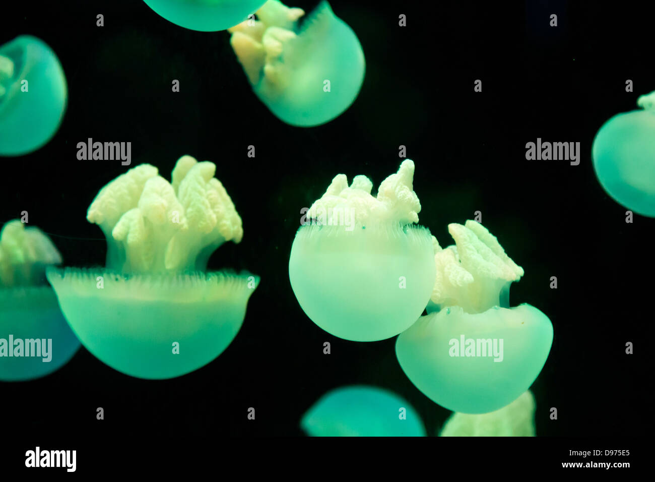 Jellyfishes in the Manila Ocean Park, Philippines Stock Photo