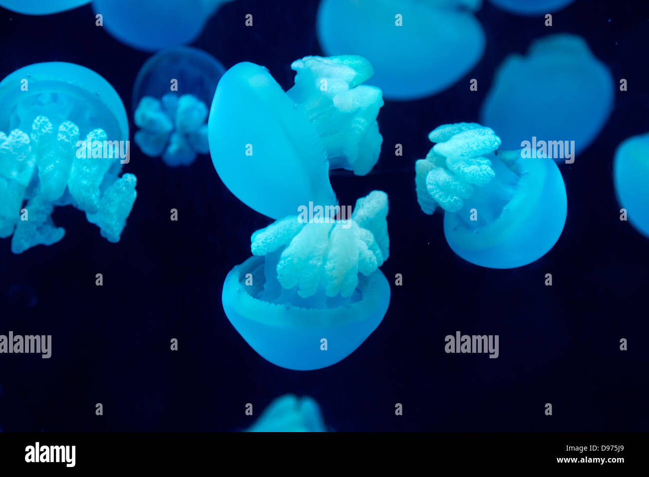 Jellyfishes in the Manila Ocean Park, Philippines Stock Photo