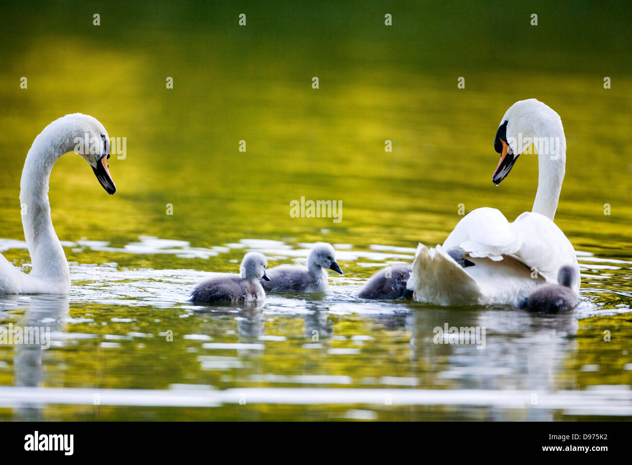 A pair of Mute Swans with newly hatched Stock Photo Alamy
