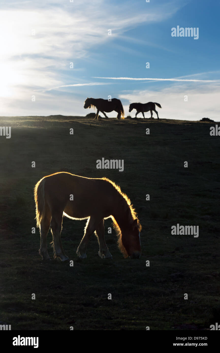horses at sunset with beautiful back light. Photo taken in Urkiola, Basque Country, Spain Stock Photo