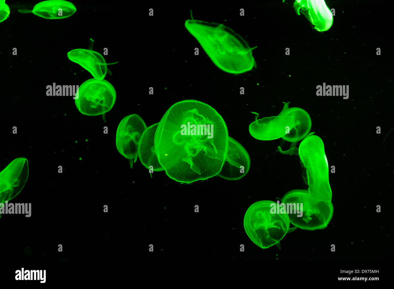Jellyfishes in the Manila Ocean Park, Philippines Stock Photo