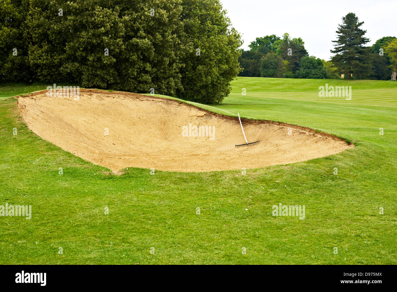 rake lying in bunker on edge of green on golf course Stock Photo Alamy