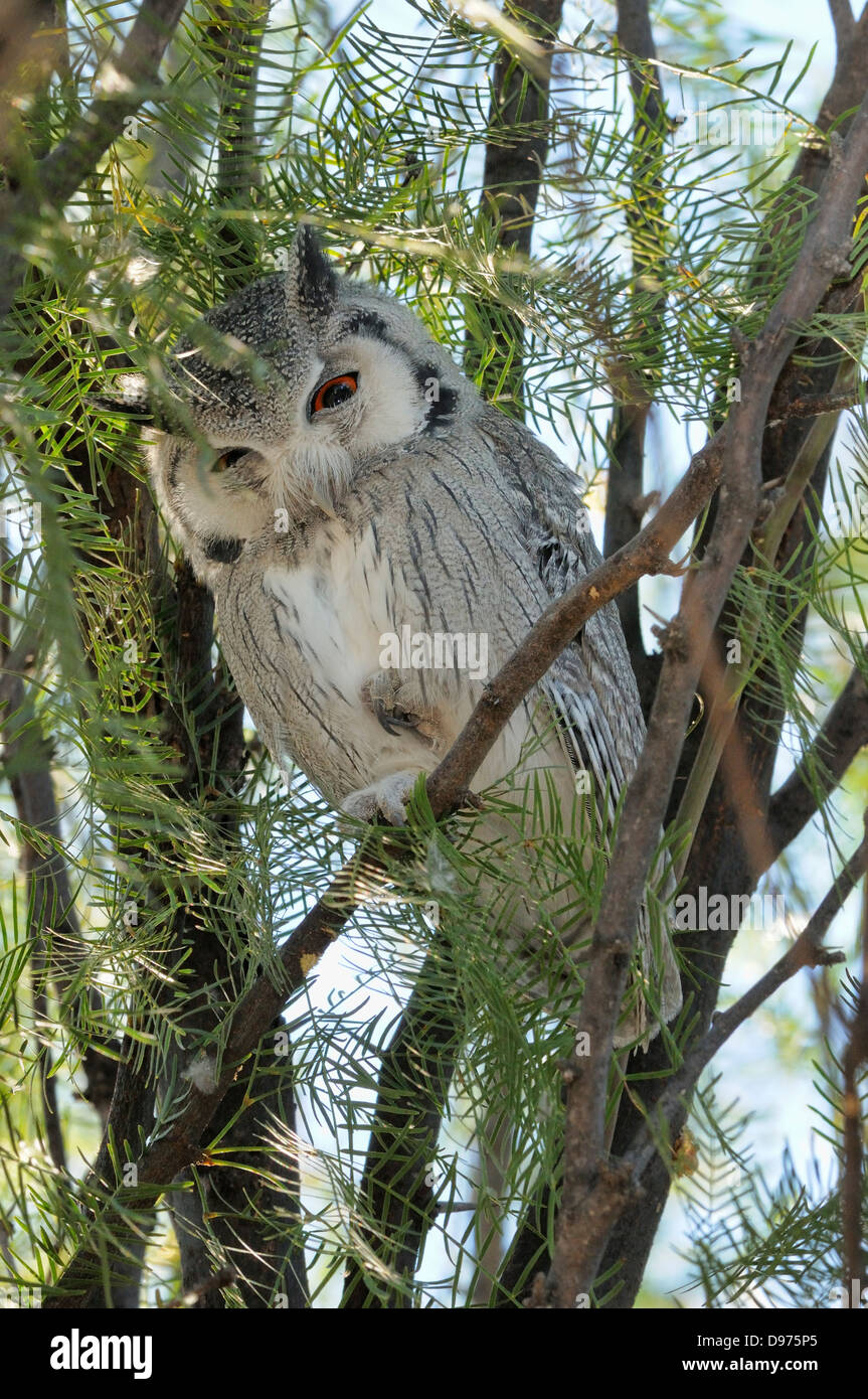 Southern White-faced Owl Ptilopsis granti Photographed in Kgalagadi National Park, South Africa Stock Photo