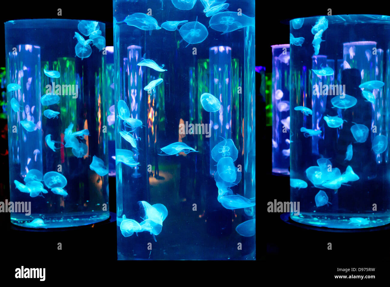 Jellyfishes in the Manila Ocean Park, Philippines Stock Photo