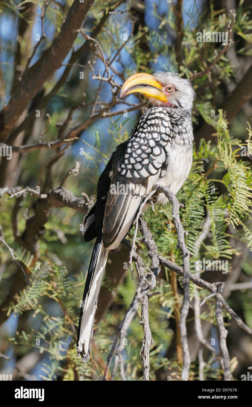 Southern Yellow-billed Hornbill Tockus leucomelas Photographed in Kgalagadi National Park, South Africa Stock Photo