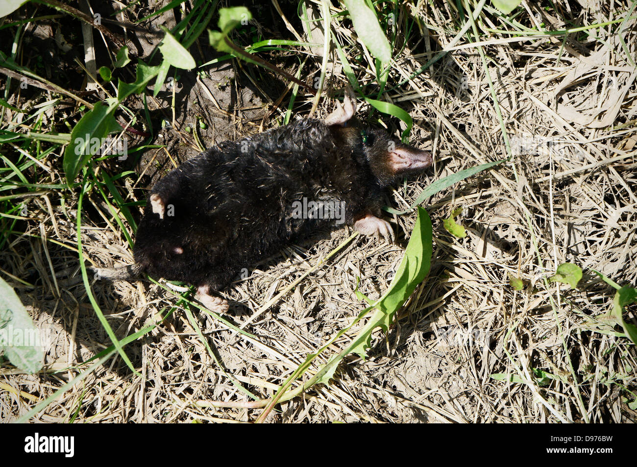 Death drowned european mole hires stock photography and images Alamy