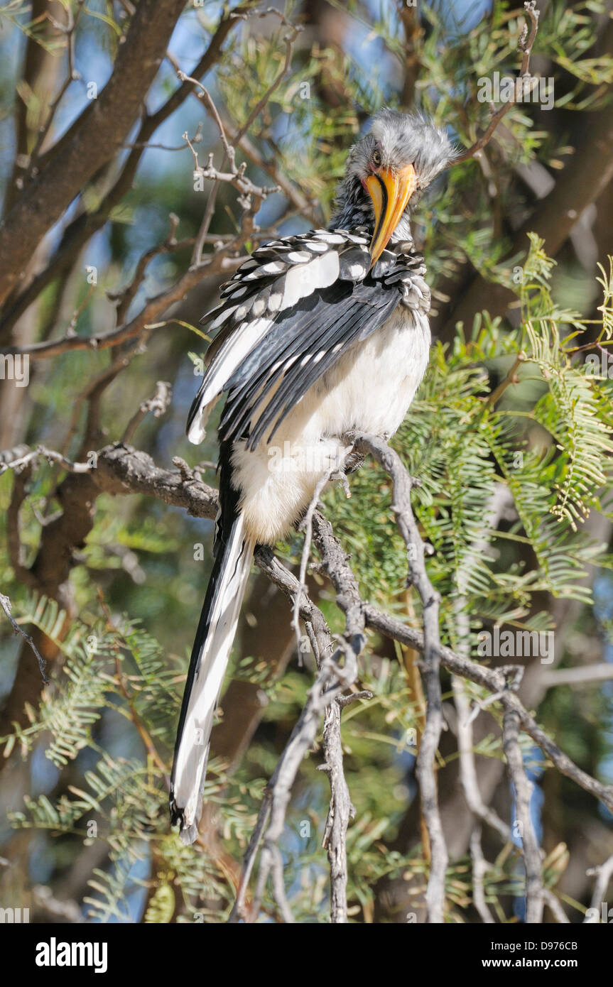 Southern Yellow-billed Hornbill Tockus leucomelas Preening Photographed in Kgalagadi National Park, South Africa Stock Photo