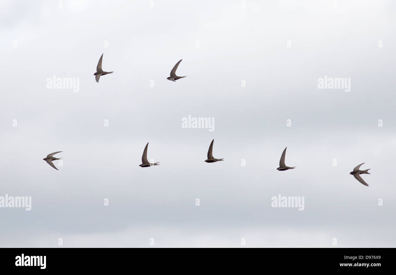 Common swifts apus hi-res stock photography and images - Alamy