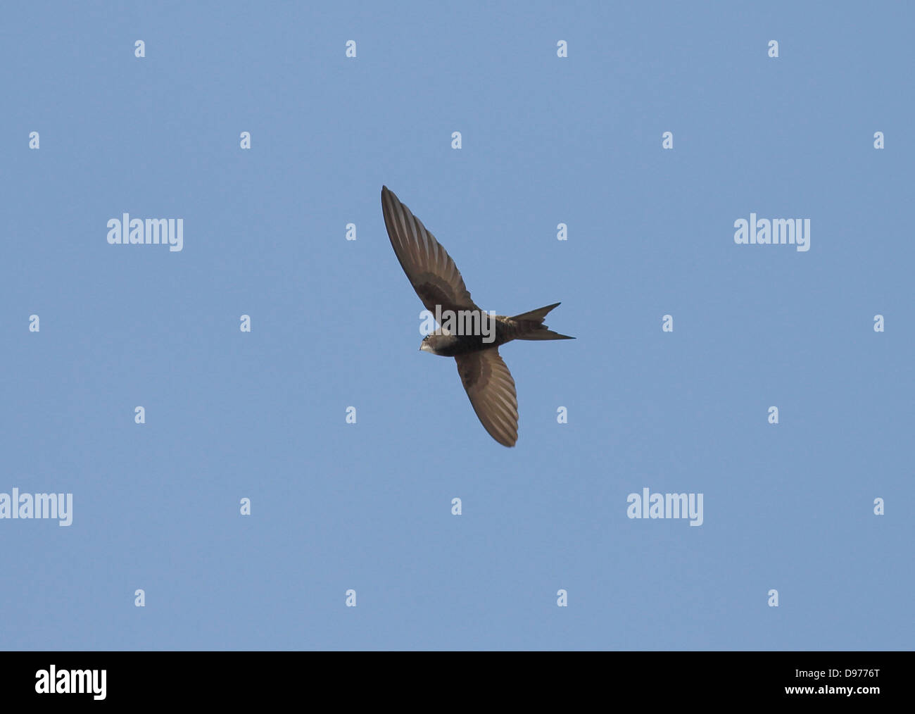 Common Swift Apus apus in flight June evening Stock Photo - Alamy